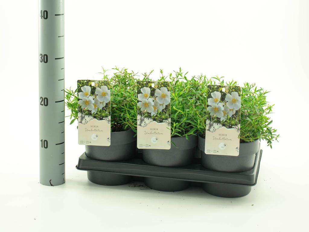 Obrazek Halimium Umbellatum P15