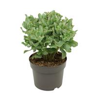 Crassula arborescens curl