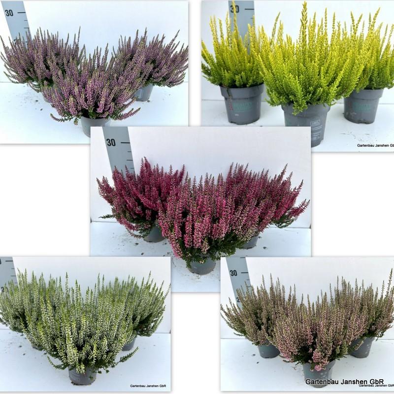 Picture of Calluna Beauty Ladies mix shelf KW33-KW41 P10.5 25CM