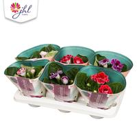 Gloxinia Brocade Standard