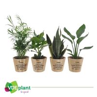 Houseplants Easy Care mix in Nairobi pot