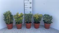 Euonymus jap.in varieties