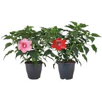 Hibiscus Extreme in varieties