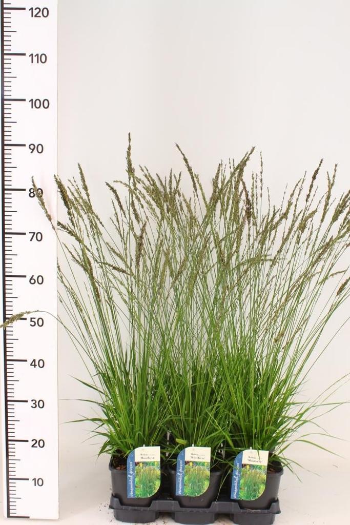 Picture of Molinia caerulea Moorhexe P17 (2 Ltr)
