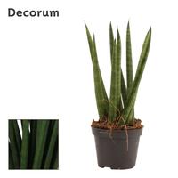 Sansevieria Cylindrica Spaghetti