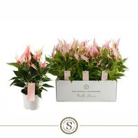Anthurium Mille Fleurs Lilli