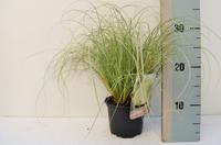 Carex com. Frosted Curls