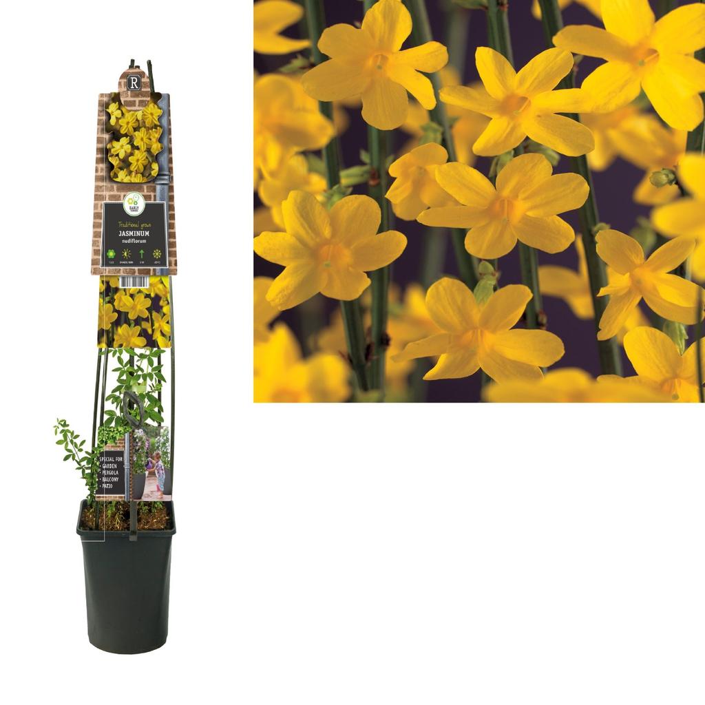 Picture of Jasminum nudiflorum P23 (5 Ltr) 115cm