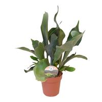 Platycerium bifurcatum (INDOOR)