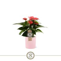 Anthurium Pink Champion in Bari ceramic