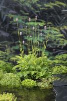 Polygonum bistorta