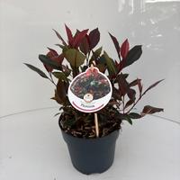 Photinia fras. Little Red Robin