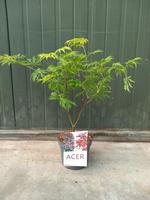 Acer jap. Aconitifolium