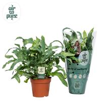 Phlebodium Blue Star (INDOOR)