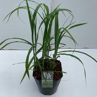Miscanthus sin. Malepartus