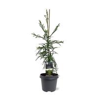 Cryptomeria jap. Kyara Gold