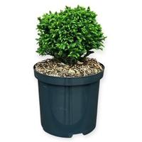 Cryptomeria j. Green Pearl