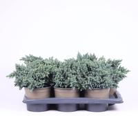 Juniperus squa. Blue Star