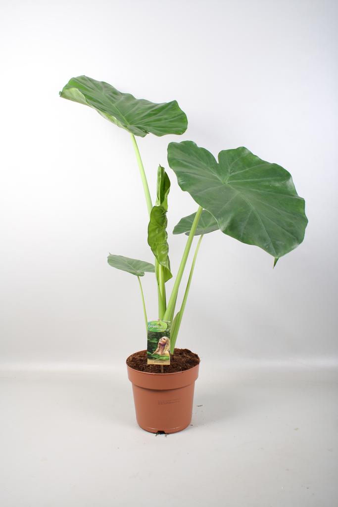 Picture of Alocasia Macrorrhiza P17 75cm