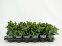 Juniperus con. Blue Pacific