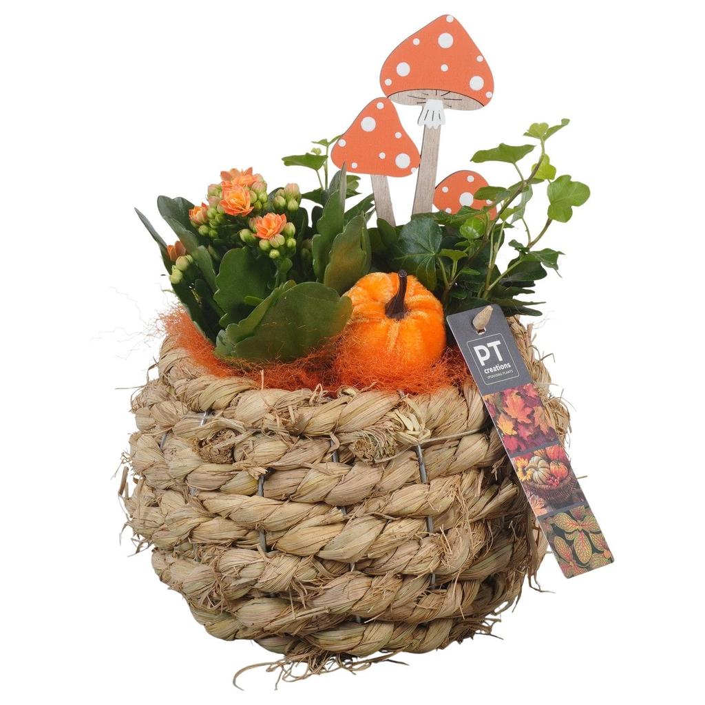 Picture of PTHI5423 Arrangement Autumn Indoor in willow basket P18 25CM