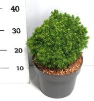 Picea gl. Alberta Globe