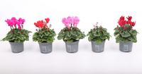 Cyclamen Verano in varieties