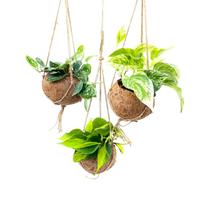 Kokodama Scindapsus (Epipremnum) varieties