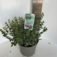 Euonymus fort. Emerald 'n Gaiety