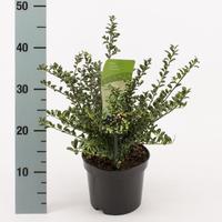 Ilex cr. Convexa