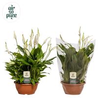 Spathiphyllum Chopin Air So Pure