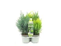 Coniferen in varieties - 6/PACKS Piece × 14 - £ 7.27 Shelf £ 7.07 Trolley