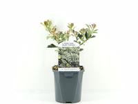 Ilex aq. Argentea Marginata