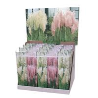Cortaderia Pampas varieties