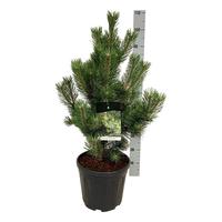 Pinus nigra Oregon Green