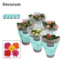Kalanchoë - 5 Colors Mix