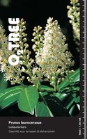Prunus l. Caucasica C 35 HT 8/10