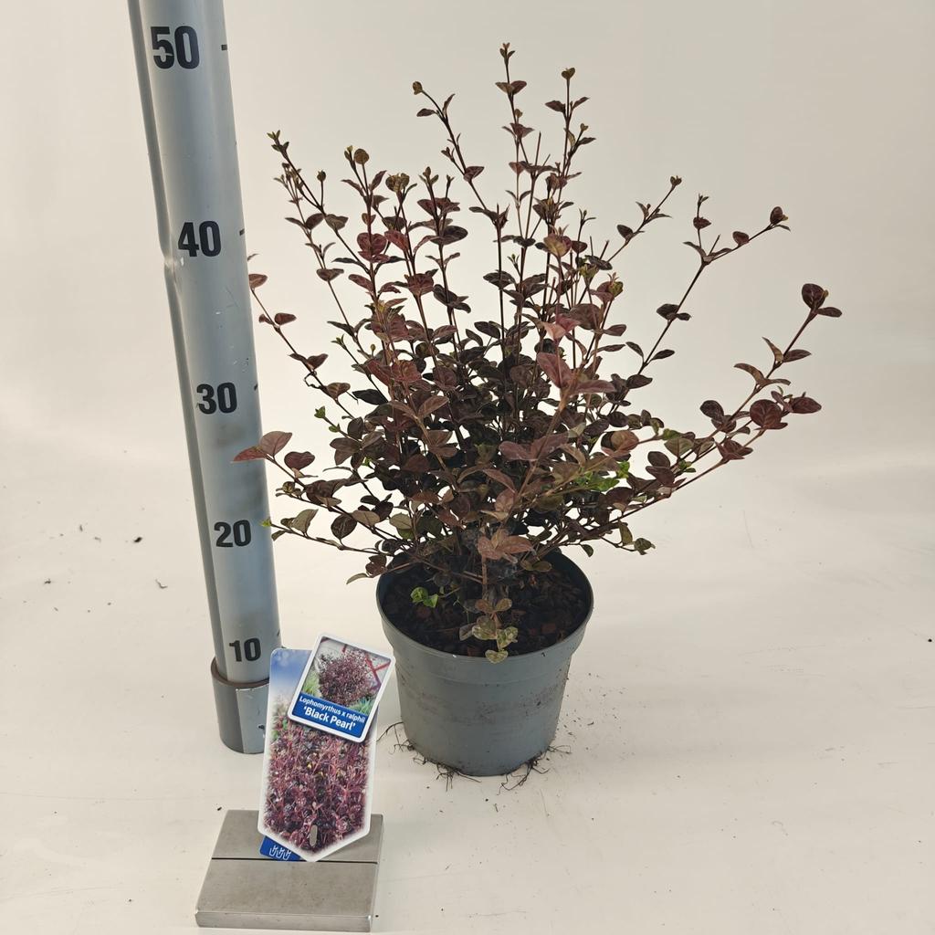 Picture of Lophomyrtus ral. Black Pearl P17 (2 Ltr)