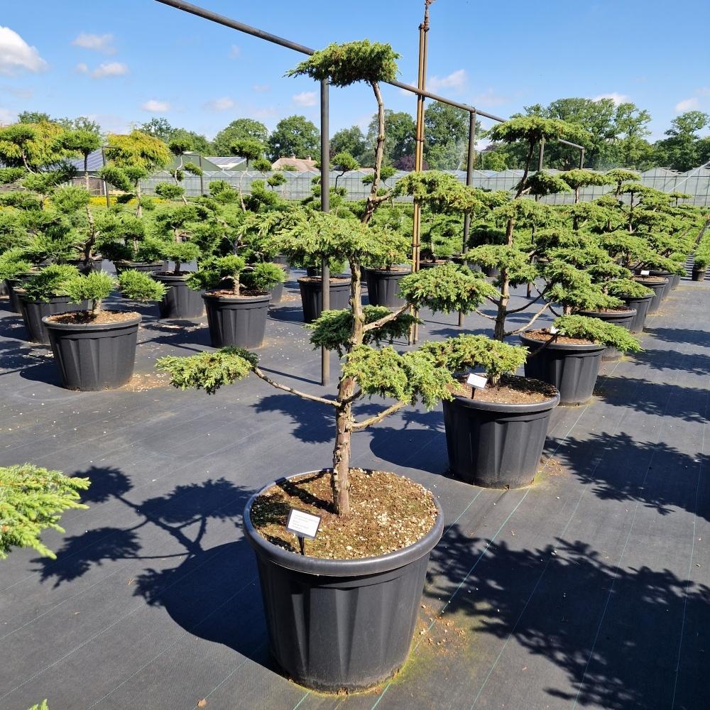 Picture of Juniperus com. Green Carpet C65 BONSAI-100/120