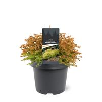 Thuja occ. Golden Tuffet