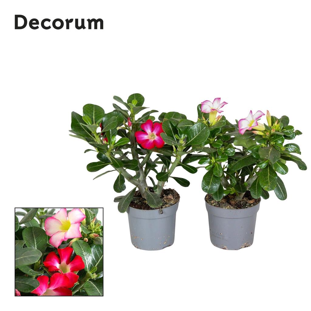Billede af Adenium Obesum MIX 13cm Decorum P13 35CM