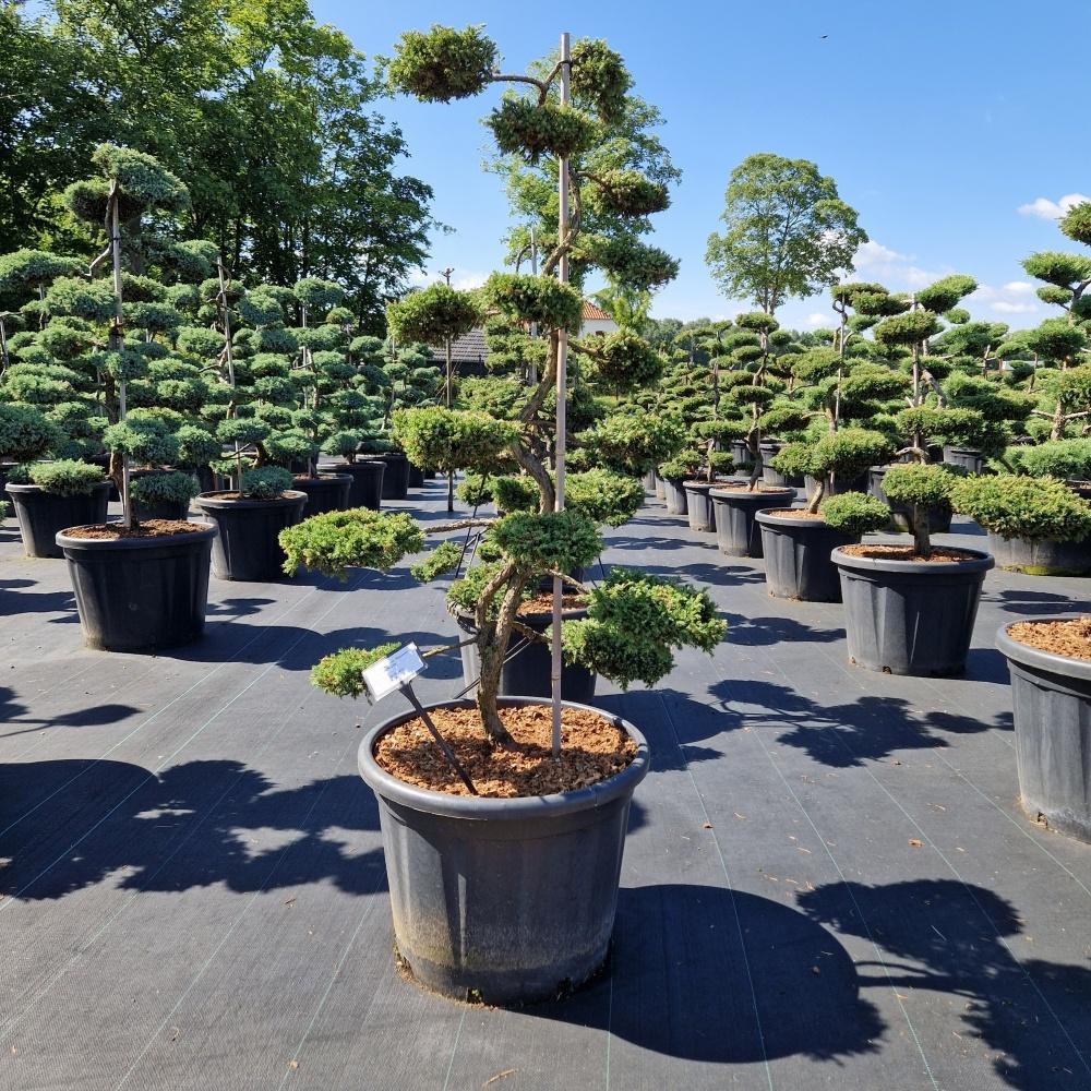 Picture of Juniperus comm. Repanda C65 BONSAI-120/130