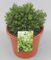 Hebe odora New Zealand Gold