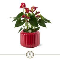 Anthurium Livium Red Bologna ceramic red