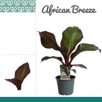 Ensete Maurelli Red Banana Our