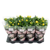 Rosa Yellow st. 1-2