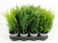 Coniferen in varieties
