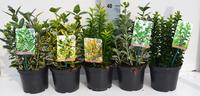 Euonymus in varieties