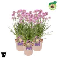 Allium Millenium