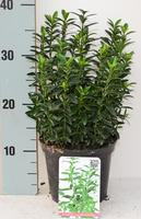 Euonymus jap. Microphyllus